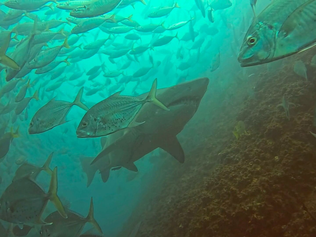 Wolf Rock Dive Centre-Rainbow Beach必去景点