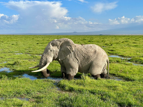 Holaa Safari Kenya-蒙巴萨必去景点