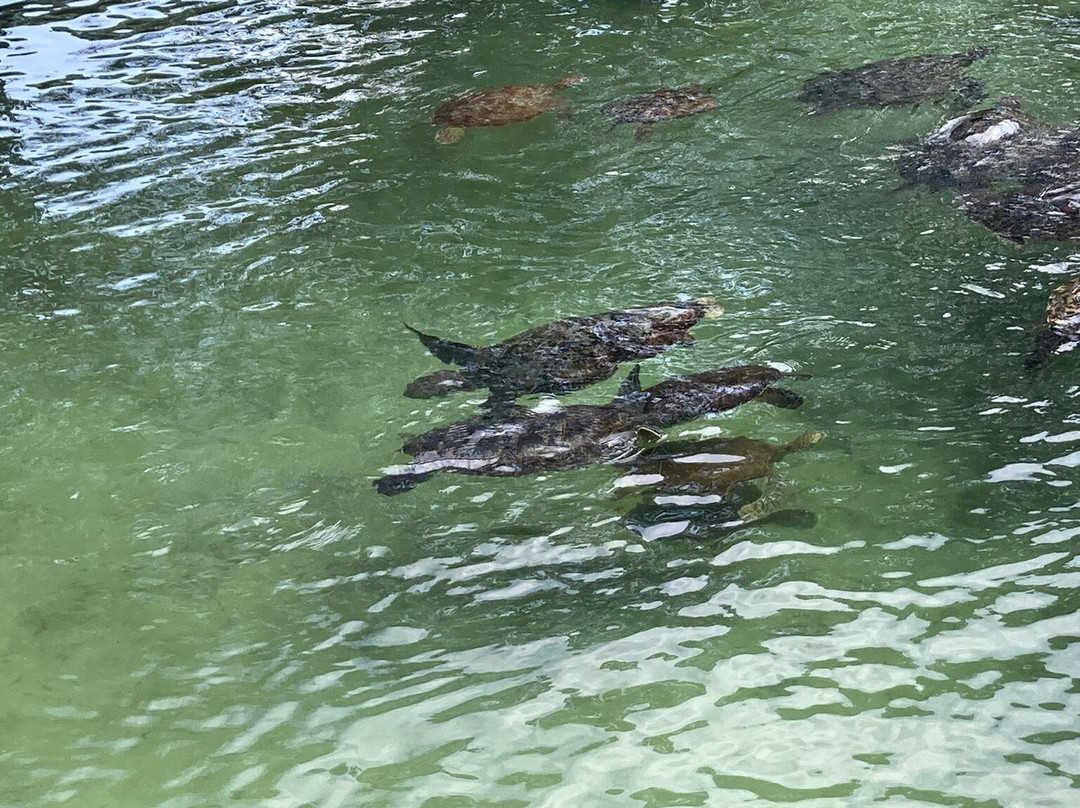 Nungwi Mnarani Aquarium-孥归必去景点