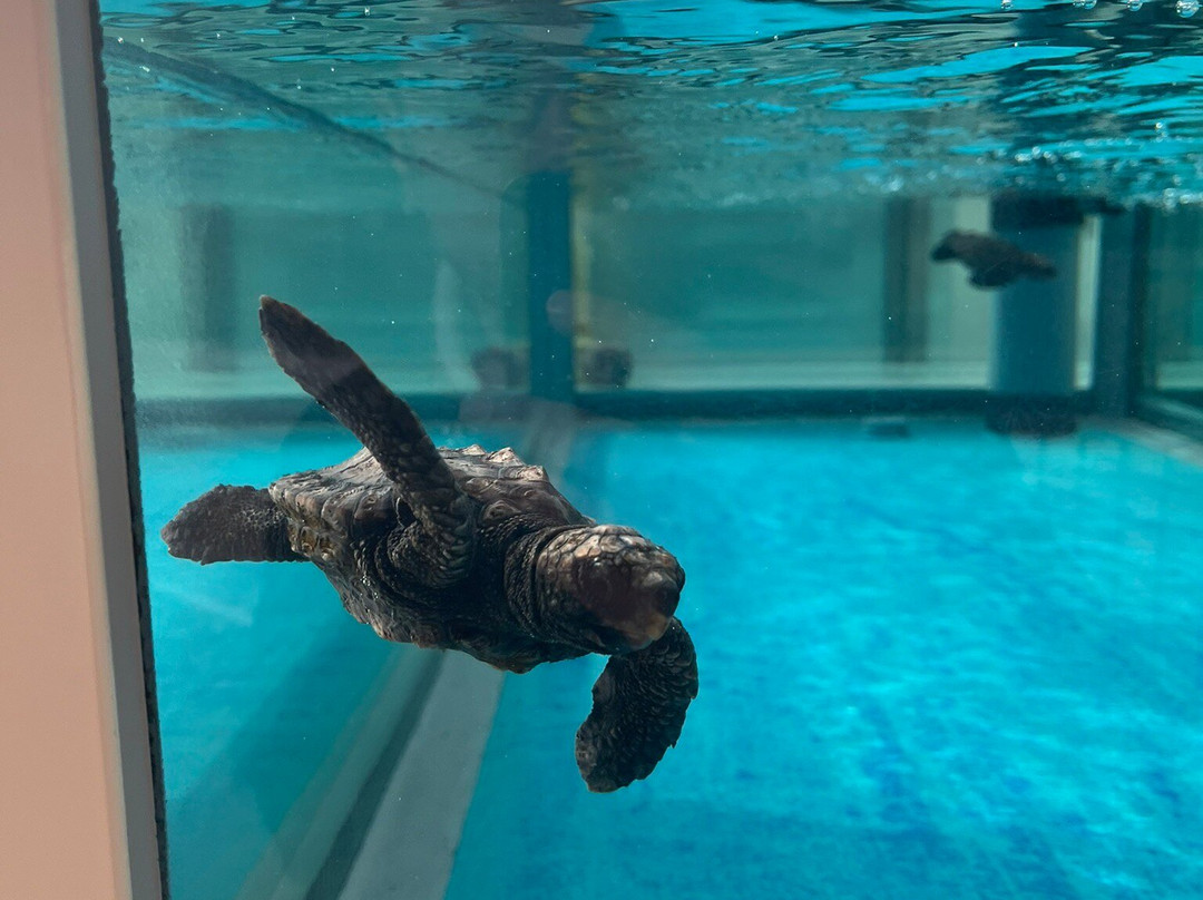 名古屋港水族馆-名古屋市必去景点