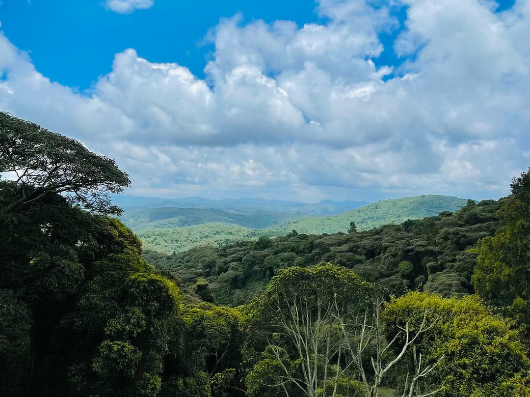 Nyungwe National Park - Rwanda-Western Province必去景点