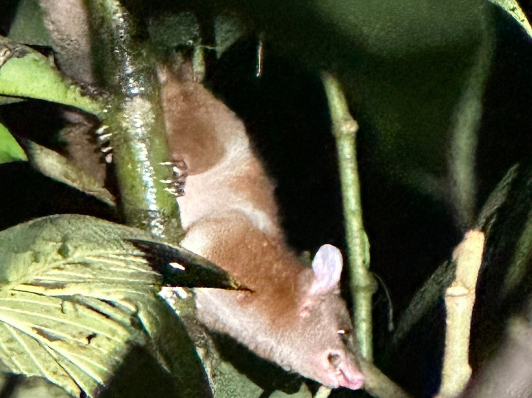 Frog's Paradise-Bijagua de Upala必去景点