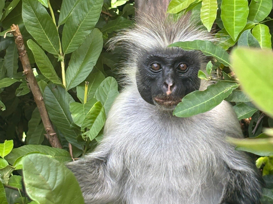 GoSmart Zanzibar Tours & Safari-Kiembi Samaki必去景点