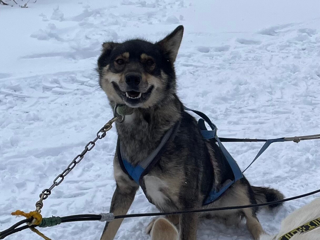 Yellowstone Dog Sled Adventures-西黄石镇必去景点