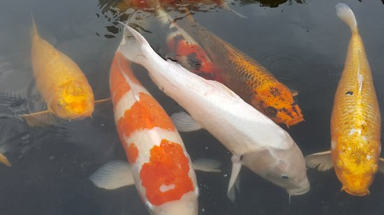 东京王子酒店樱花饭店主图