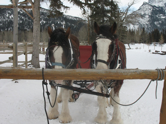 Banff Trail Riders-班夫必去景点