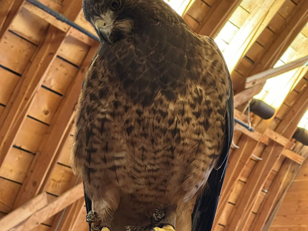 Teton Raptor Center-威尔逊必去景点