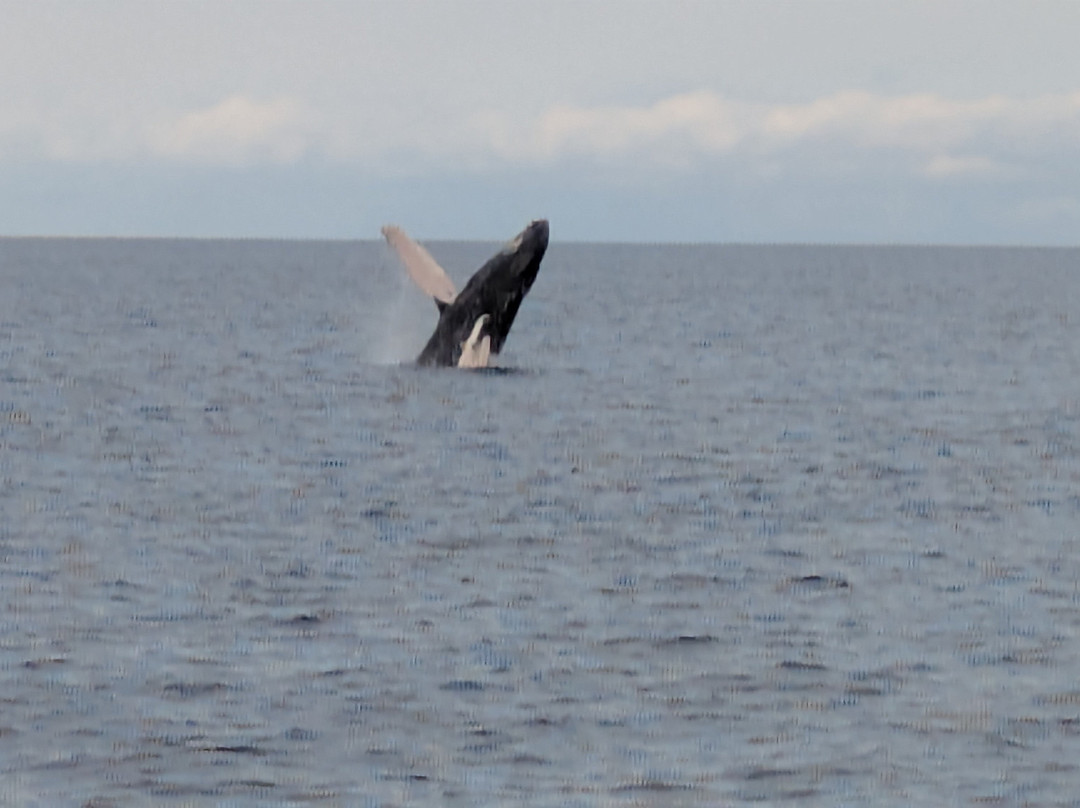 Adventure X Boat Tours-卡慕也拉必去景点