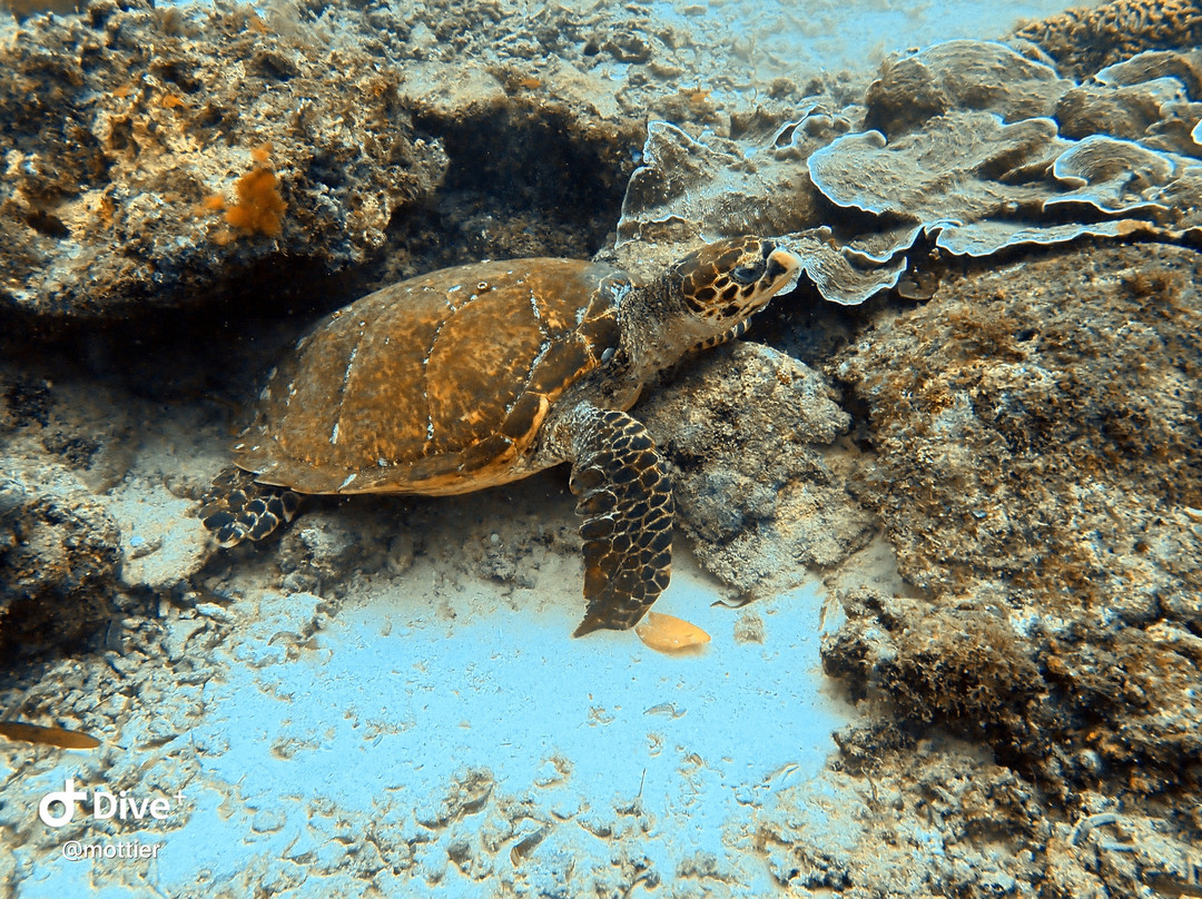 Mafia Island Diving-马菲亚岛必去景点
