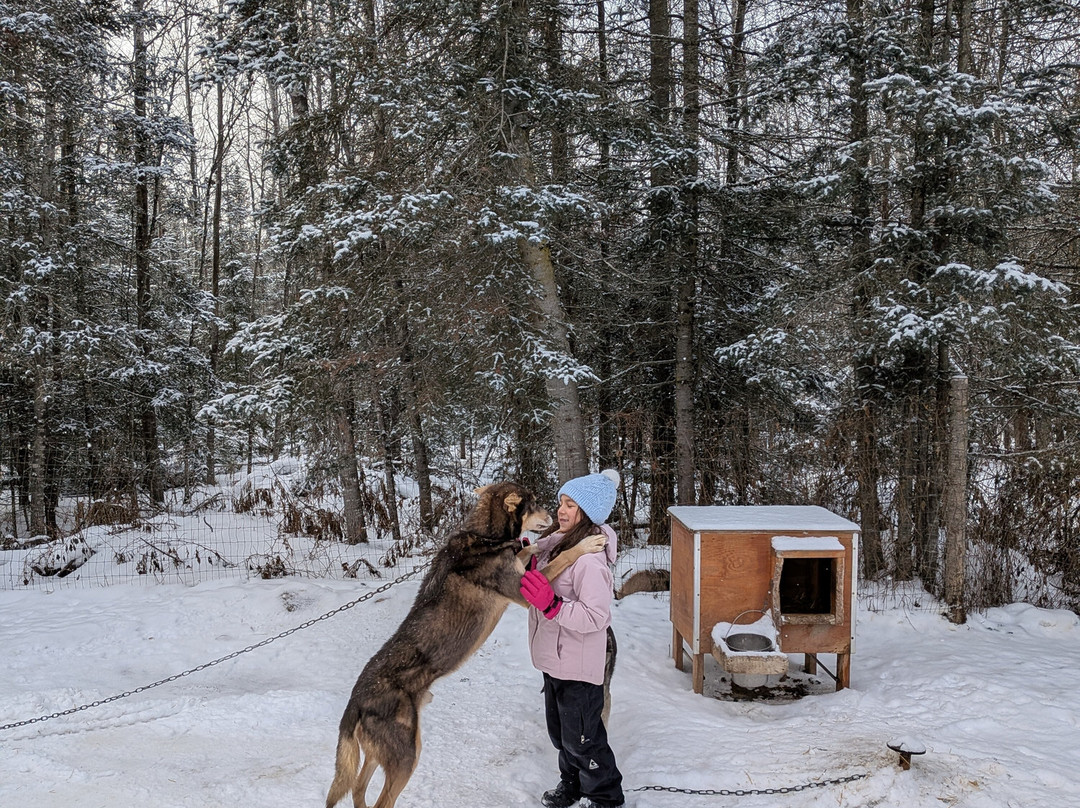 Chilly Dogs Sled Dog Trips-伊利必去景点