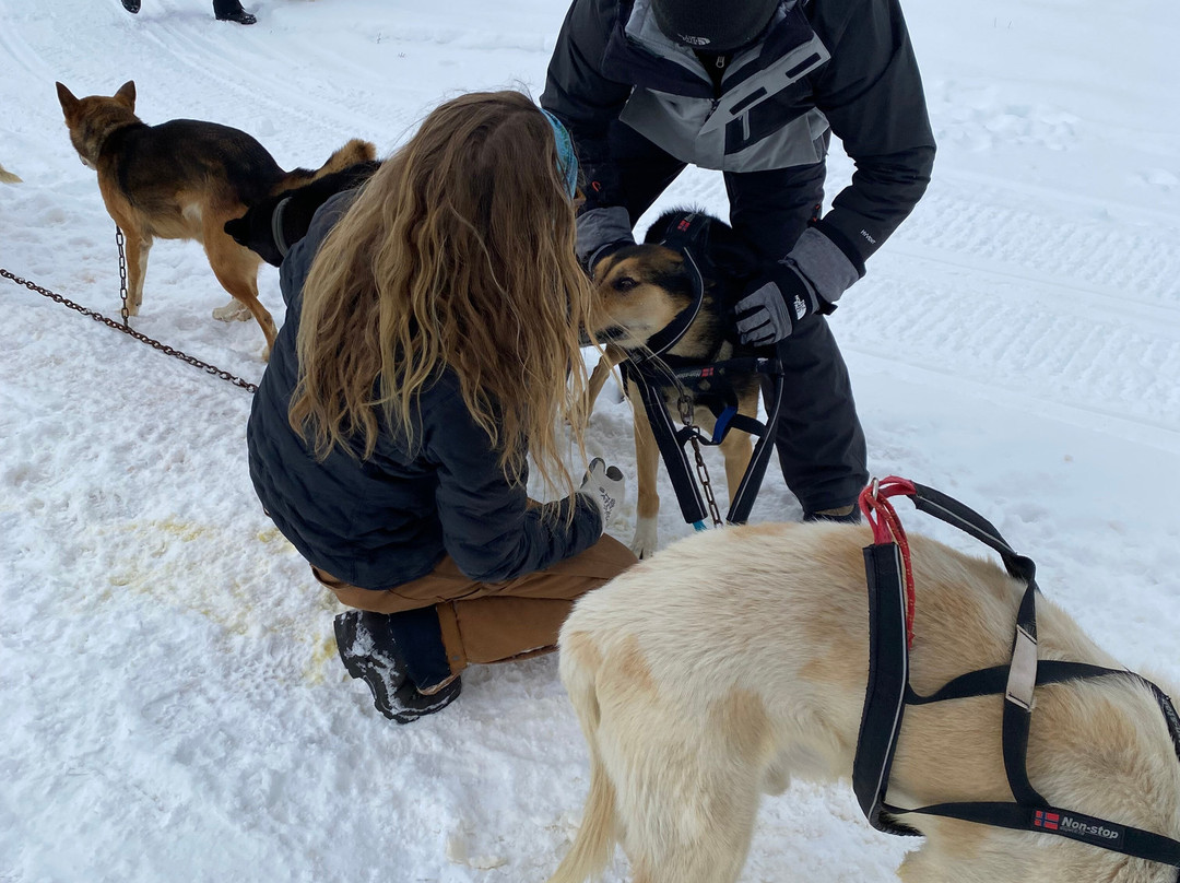 Grizzle-T Dog & Sled Works-斯廷博特斯普林斯必去景点