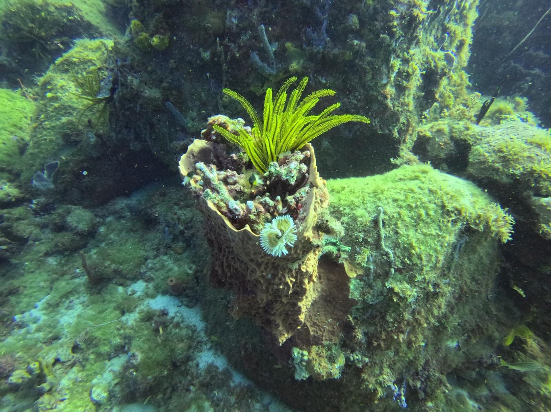 Abc Dive-Trois-Ilets必去景点