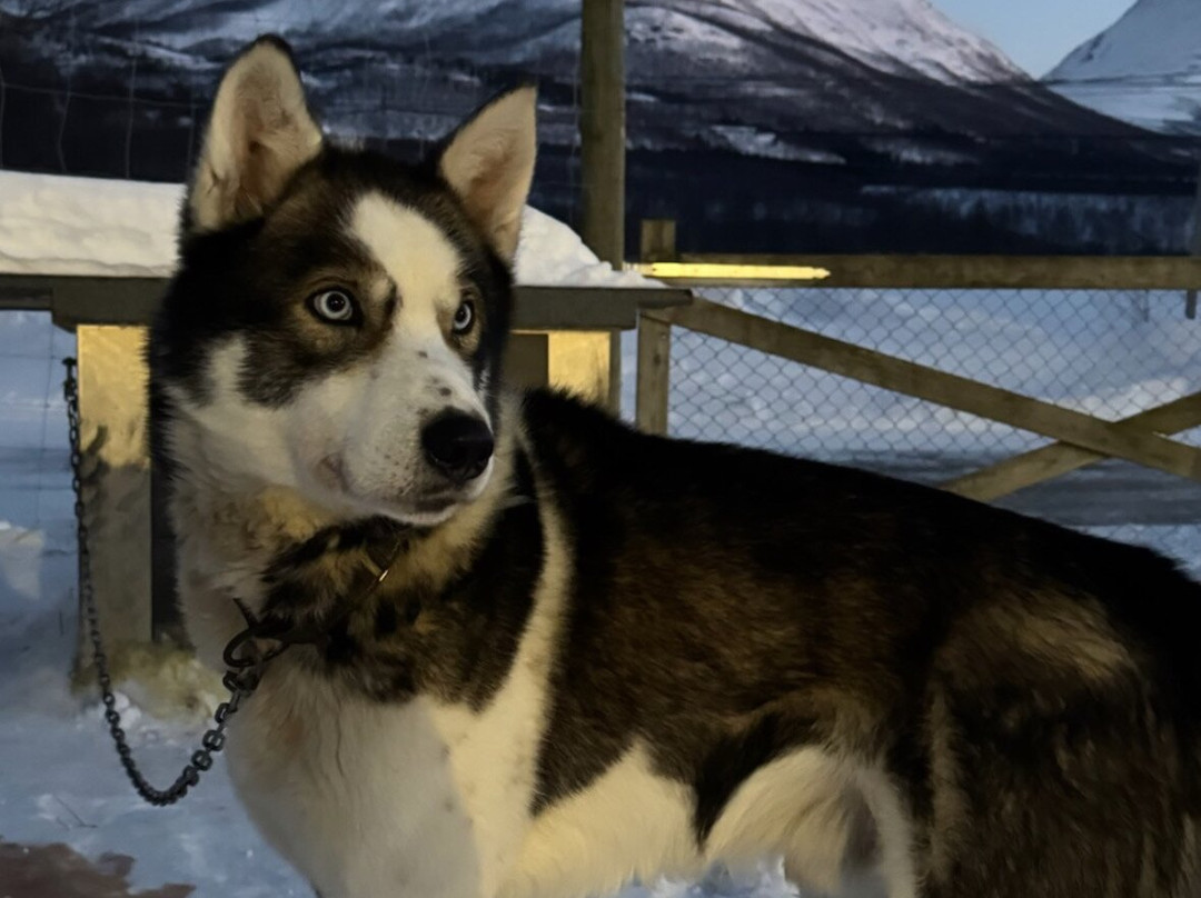 Northern Light Dog Adventure-Nordkjosbotn必去景点