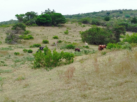 African Dawn Bird and Wildlife Sanctuary-Thornhill必去景点