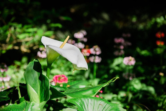 The Japanese Garden-St. Mawgan必去景点