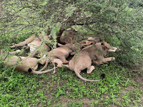 Mikumi Car Rental Safaris-Dar es Salaam必去景点