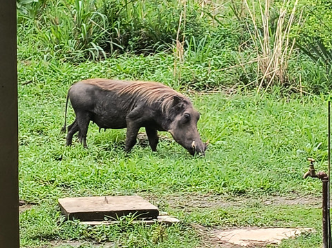 Mikumi Car Rental Safaris-Dar es Salaam必去景点