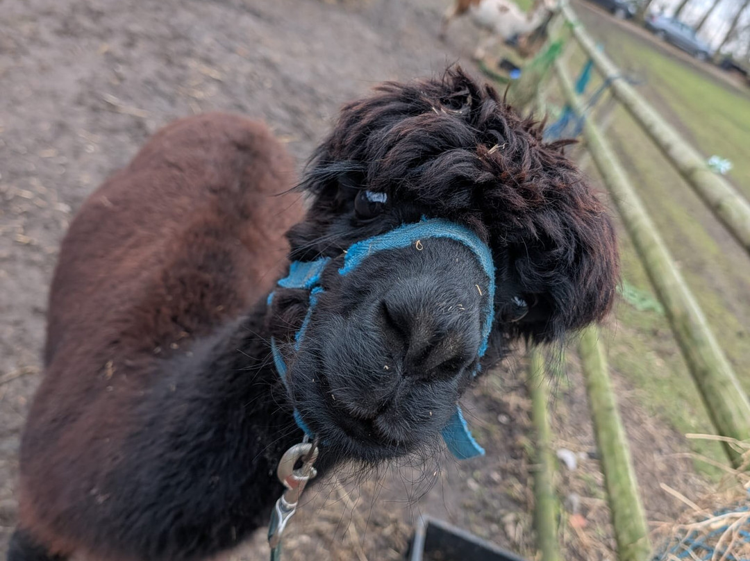 Woodlands Alpaca Farm-沃灵顿必去景点