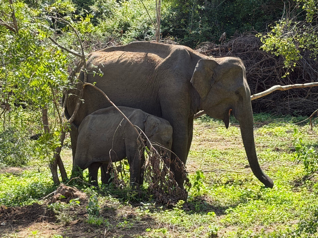 Rangi Tours-瓦都瓦必去景点