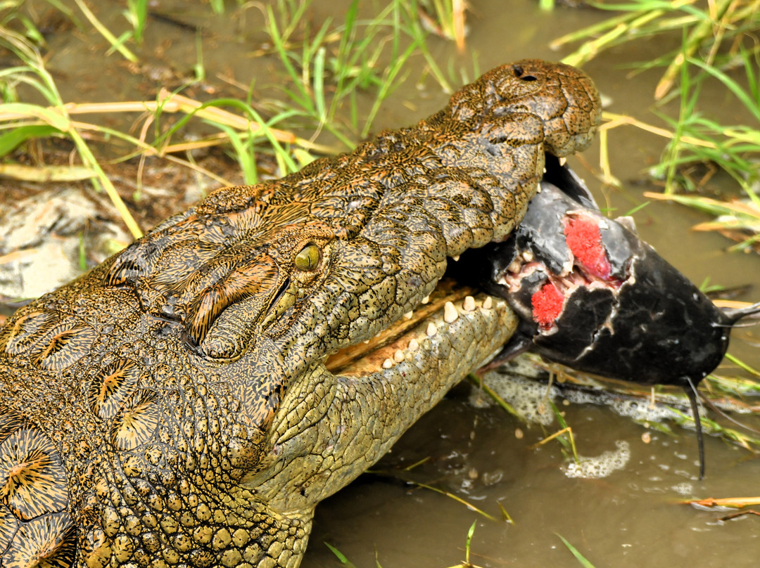 易捷旅游-一日游-阿鲁沙必去景点