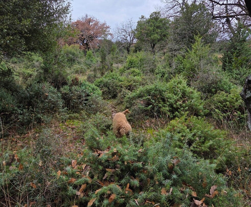 Truffle Hunting-卡兰巴卡必去景点