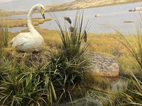 Murmansk Regional Museum of Local History-摩尔曼斯克必去景点