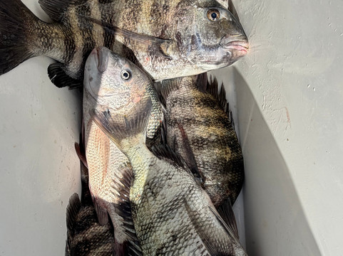 Justy-Joe Sportfishing Charters-乔治湖必去景点