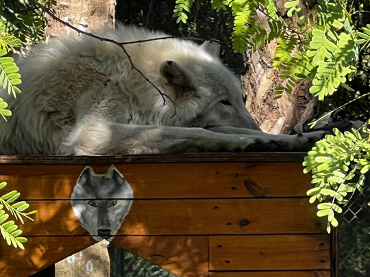 Shy Wolf Sanctuary Education & Experience Center-Golden Gate必去景点