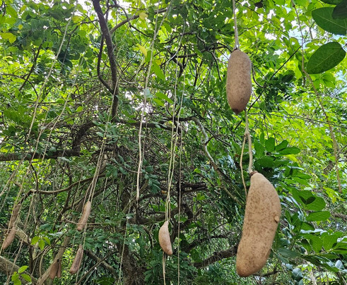 St. George Village Botanical Garden-Frederiksted必去景点