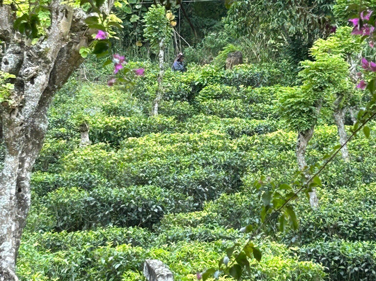 Shehan C Tours-唐卡拉必去景点