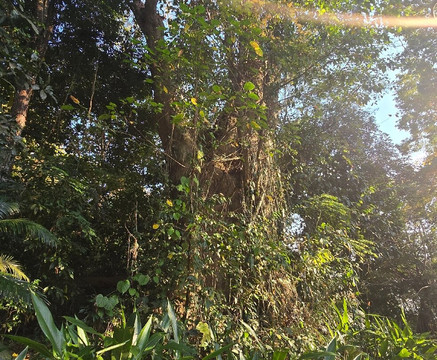 Chidiyatapu Biological Park-布莱尔港必去景点