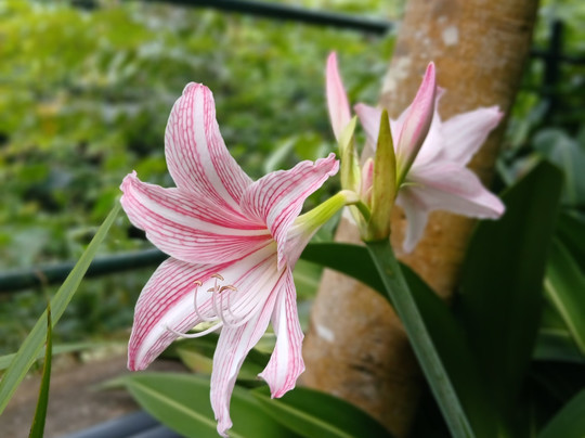 MySL Travel-科伦坡必去景点