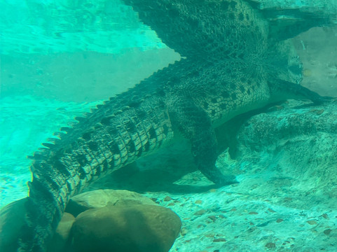 St. Augustine Alligator Farm Zoological Park-圣奥古斯丁必去景点