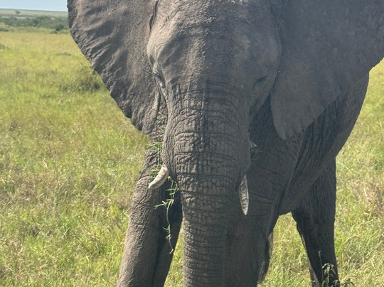 Mufasa Tours and Travels-内罗毕必去景点