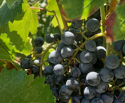 Bodega Atilio Avena-门多萨必去景点