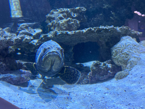 Boca Aquarium-博卡拉顿必去景点