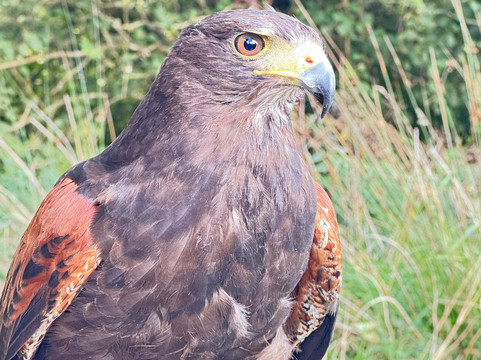 North Devon Hawk Walks-South Molton必去景点