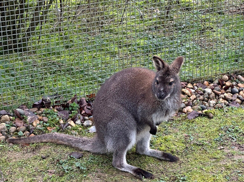Marwell Zoo-温彻斯特必去景点