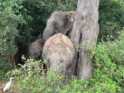 Double Lake View Tissa & Safari