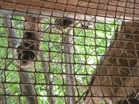 Refugio Animal Cascada-圣若泽迈坡必去景点