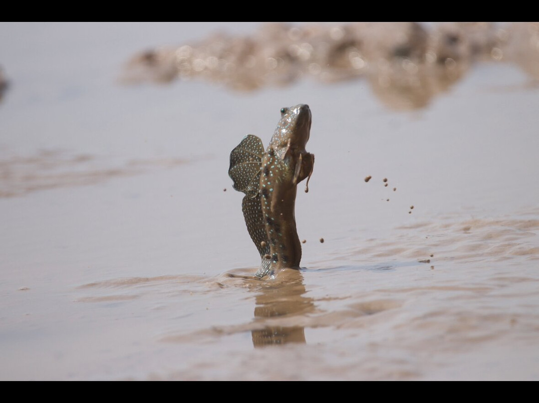 Kampot Dolphin Ecotours | កំពតដូលហ្វីនអេកូធួរ-贡布必去景点