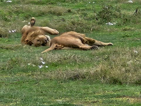Tanzania-Safari-阿鲁沙必去景点