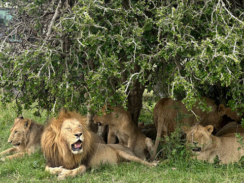 Lassic Africa Tours-内罗毕必去景点