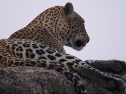 Katella Uganda Safaris-坎帕拉必去景点