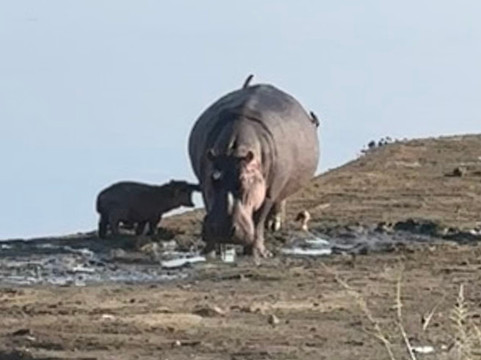 Serengeti Silence - A Tour Operator-阿鲁沙必去景点