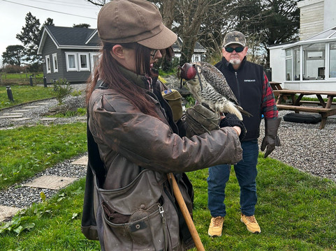 Kingdom Falconry - Dingle-丁格尔必去景点