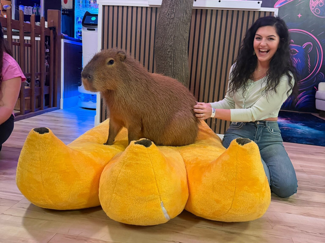 Wild Encounters - A Capybara Cafe-巴拿马城海滩必去景点