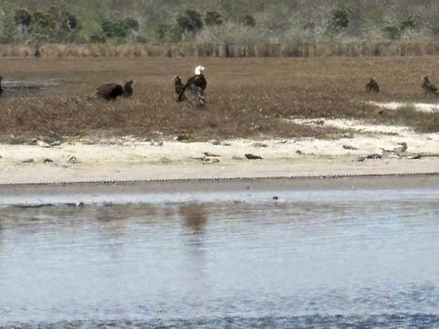 AirBoat Rides at Midway-Christmas必去景点