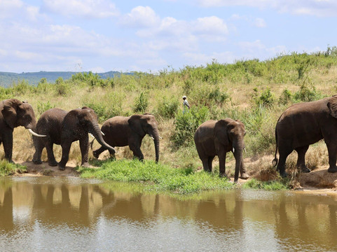 Elephant Whispers-雾观必去景点