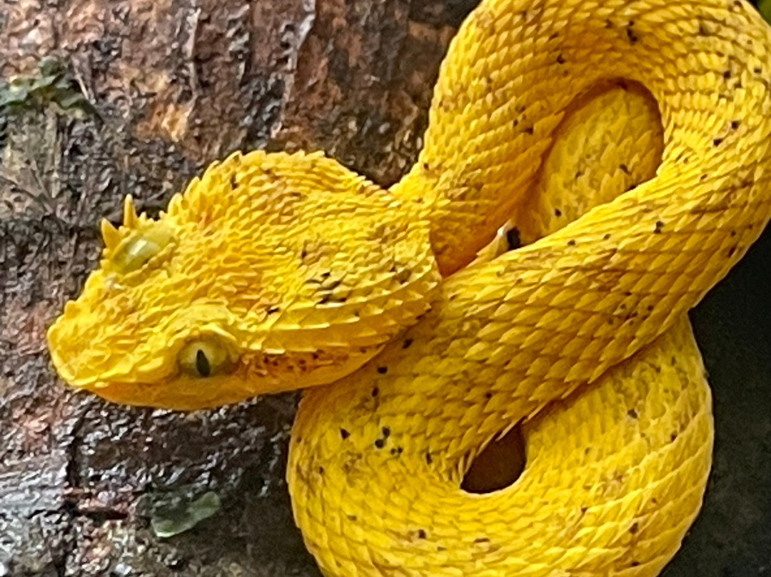 Shaman Tours-Playas del Coco必去景点